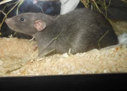 Potkan Dumbo i st. šlechtěná miminka